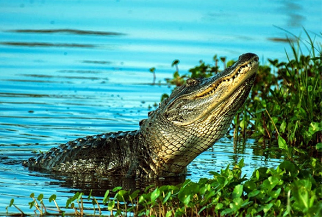 Crocodile Park
